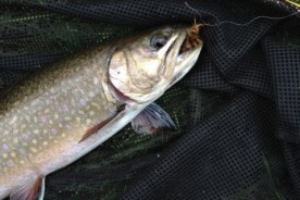 Trout fishing at Turtle Creek Outfitters