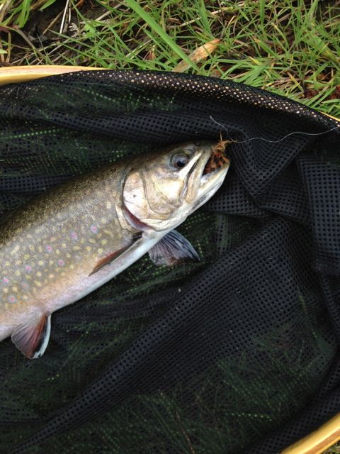 Trout fishing at Turtle Creek Outfitters