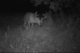 bruiser buck