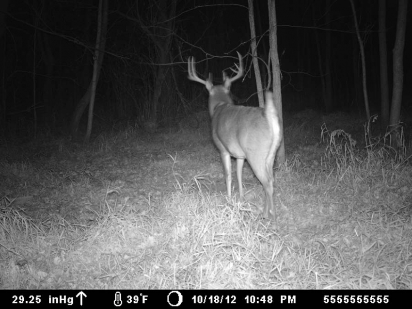 Trophy Buck at TCO