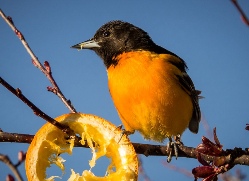 Baltimore Oriole at Turtle Creek Outfitters