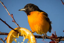 Baltimore Oriole at Turtle Creek Outfitters