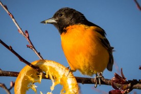 Baltimore Oriole at Turtle Creek Outfitters