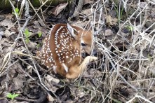 Deer Fawn at Turtle Creek Outfitters