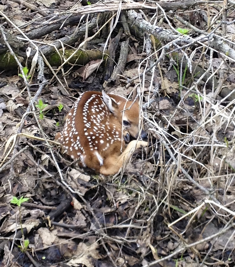 Deer Fawn at Turtle Creek Outfitters