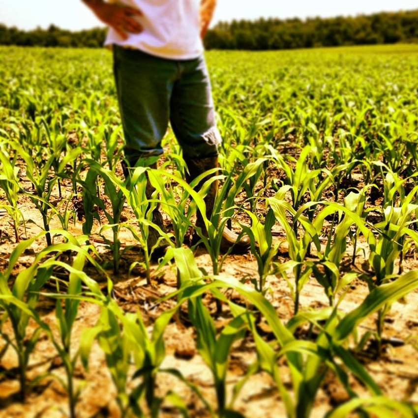 Wisconsin corn field on July 4th