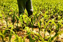 Wisconsin corn field on July 4th