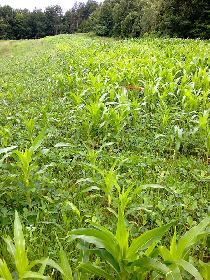 Wisconsin food plot at Turtle Creek Outfitters