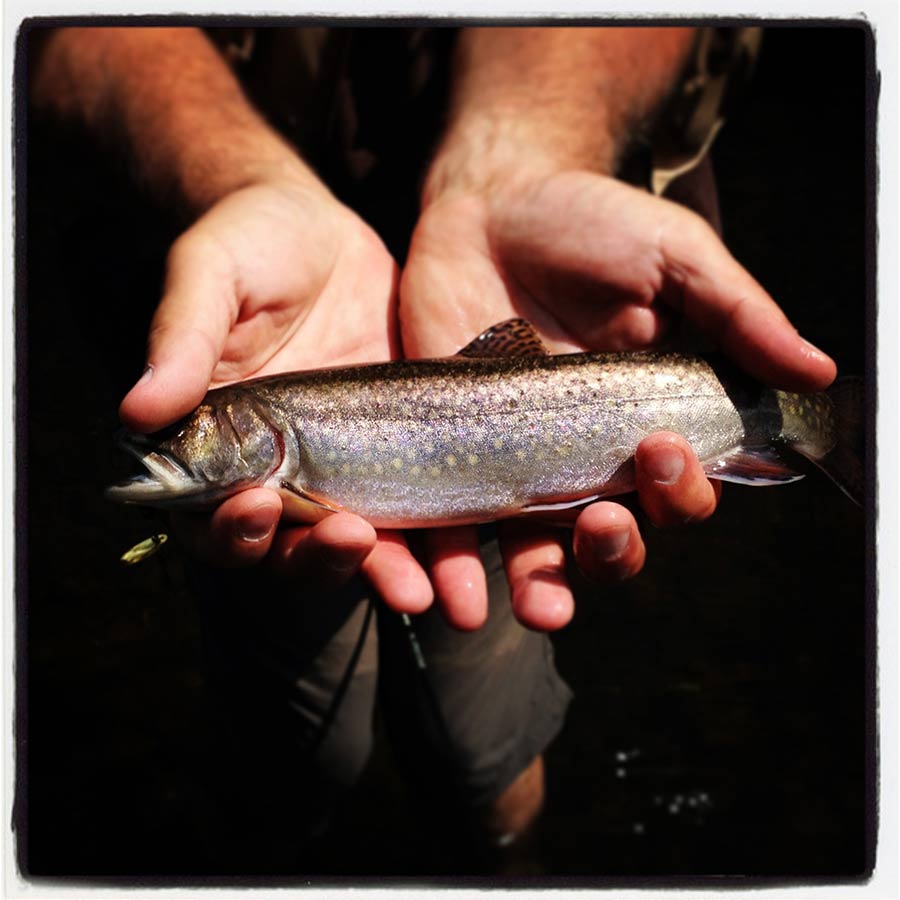 WI Brook Trout at Turtle Creek Outfitters