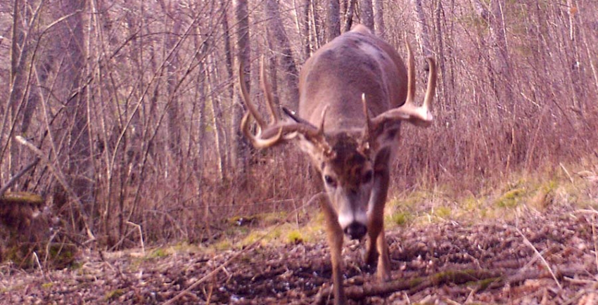 WI deer outfitter trophy buck