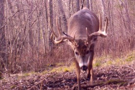 WI deer outfitter trophy buck