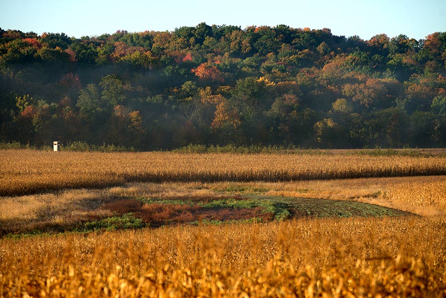 Autumn Color | Bucks Tending Scrapes » Turtle Creek Outfitters