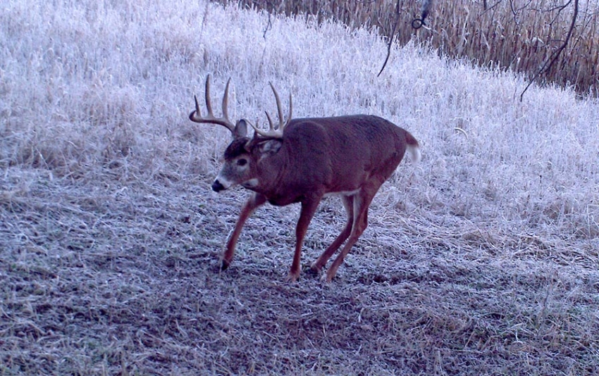 BigTen trophy buck from Turtle Creek Outfitters in Wisconsin