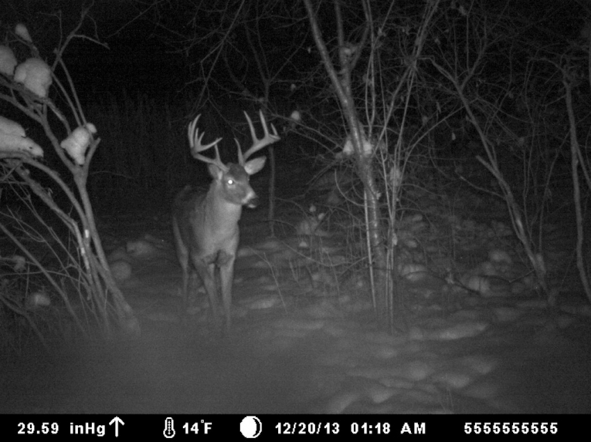 Trophy Buck from WI Deer Outfitter