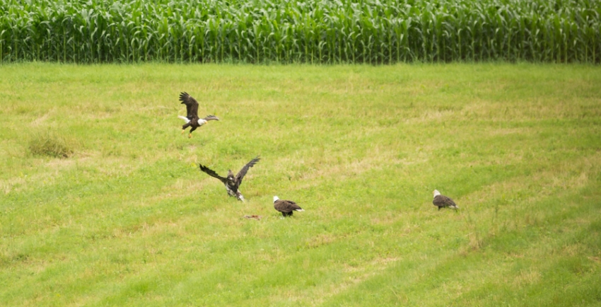 Golden and Bald Eagles fight over carcass.