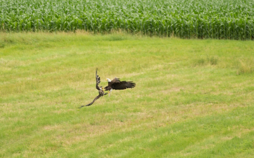 Bald versus Golden Eagle