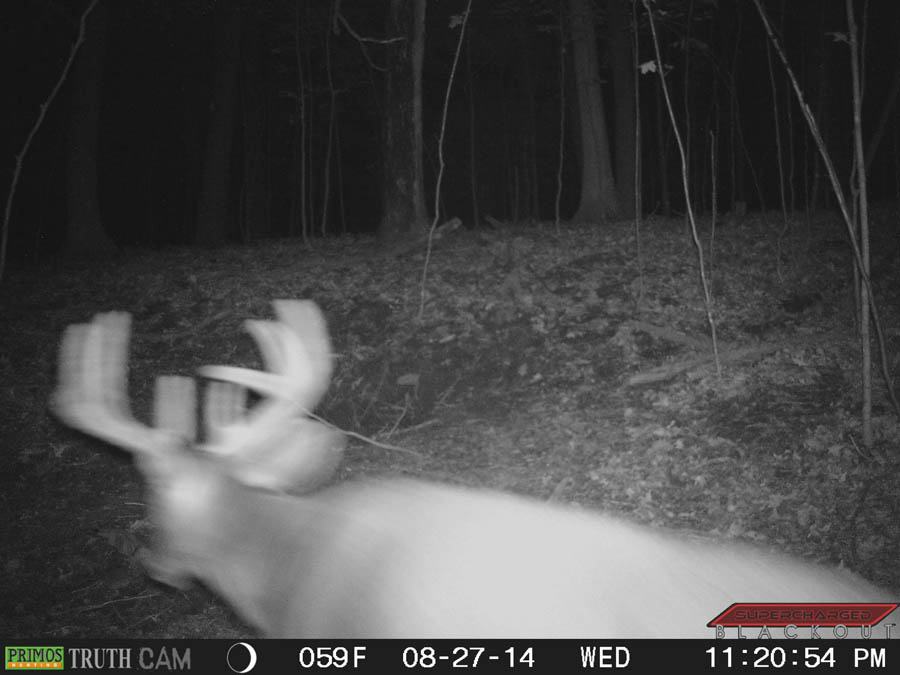 WI Deer Outfitter Buck
