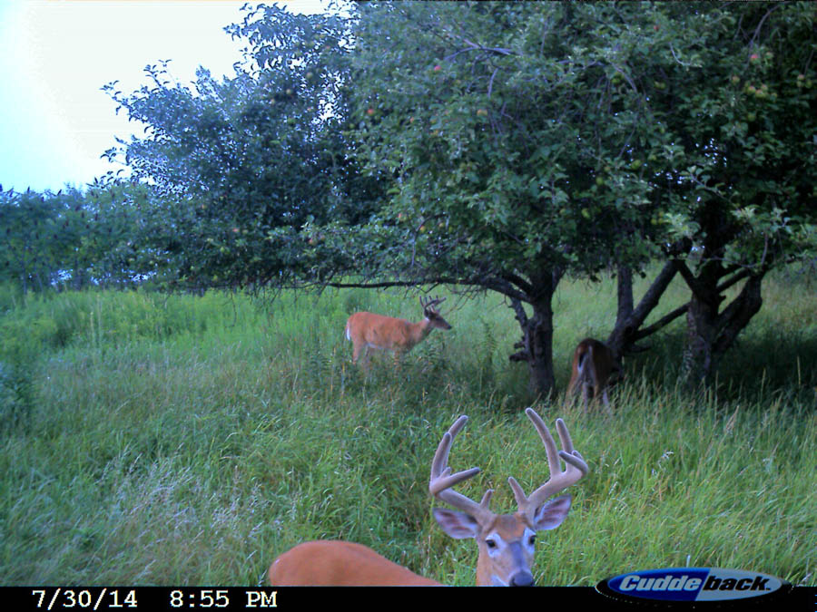 WI Outfitters Bachelor Group of Bucks