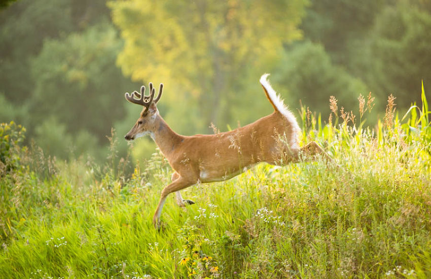 Buck Jumping