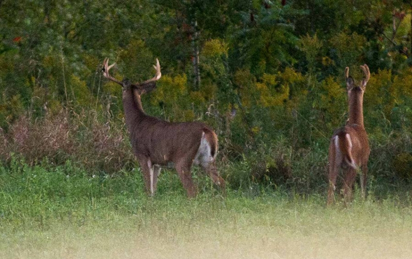 WI Trophy Buck