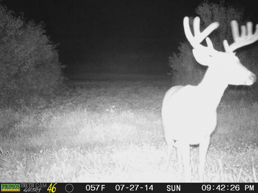 WI Trophy Buck