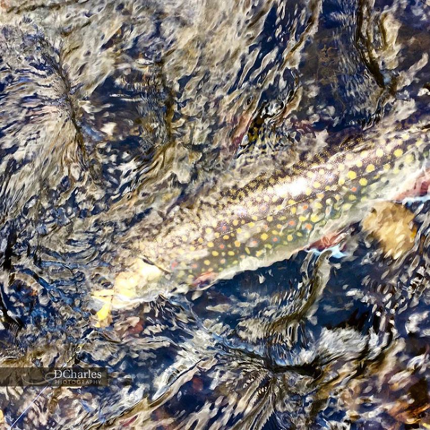 Brook Trout