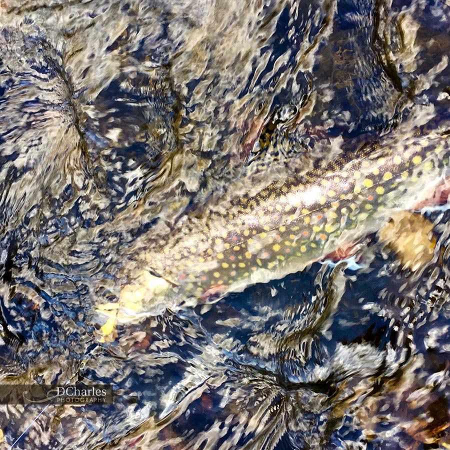 Brook Trout