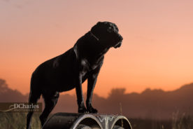 Hudson at sunset