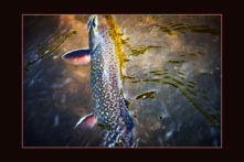 Brook trout at turtle creek outfitters