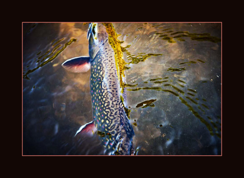 Brook trout at turtle creek outfitters