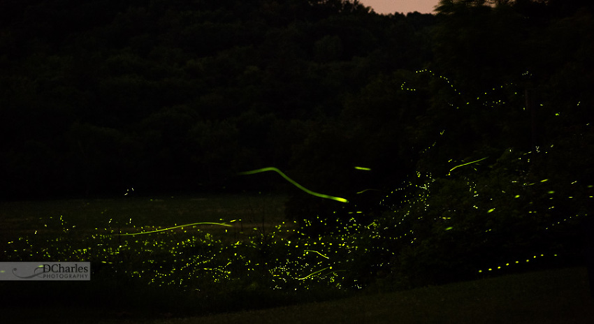 Fireflies Wisconsin