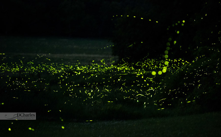 Fireflies Dance