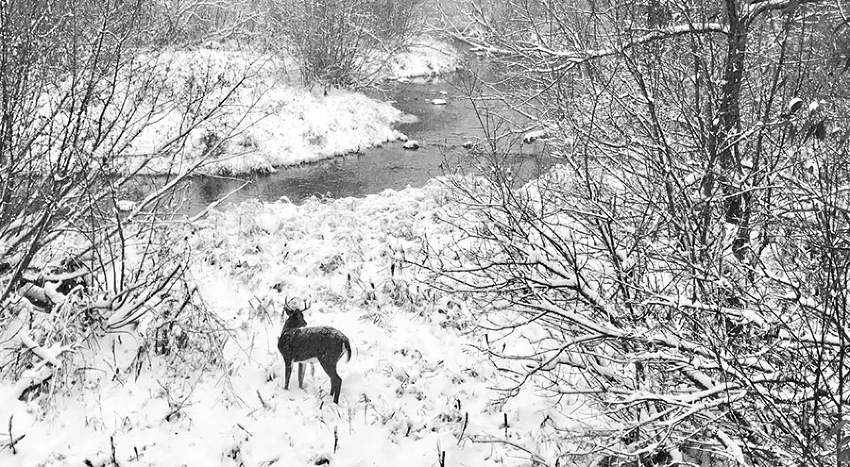 Buck at Turtle Creek