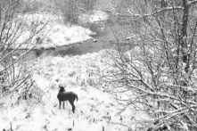 Buck at Turtle Creek